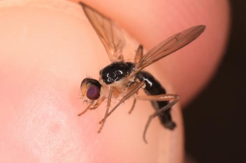 Réf. 273 950 : Cordilura albipes